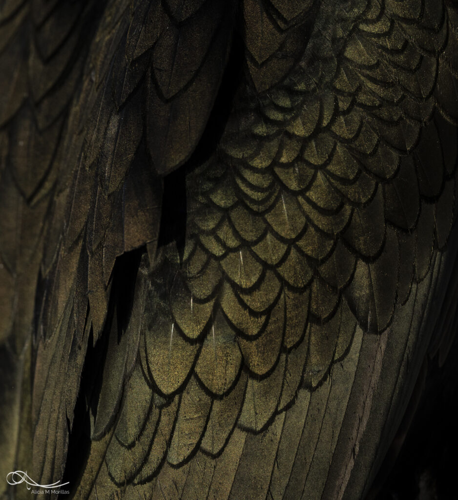 Detalle de plumas de águila marina en tonos dorados y negros, mostrando la textura y superposición de las escamas