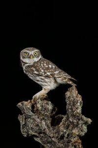 Birds in Extremadura · June 2026