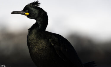 Cormorán moñudo de plumaje negro con cresta eréctil y ojo amarillo, retratado en perfil contra fondo nublado.