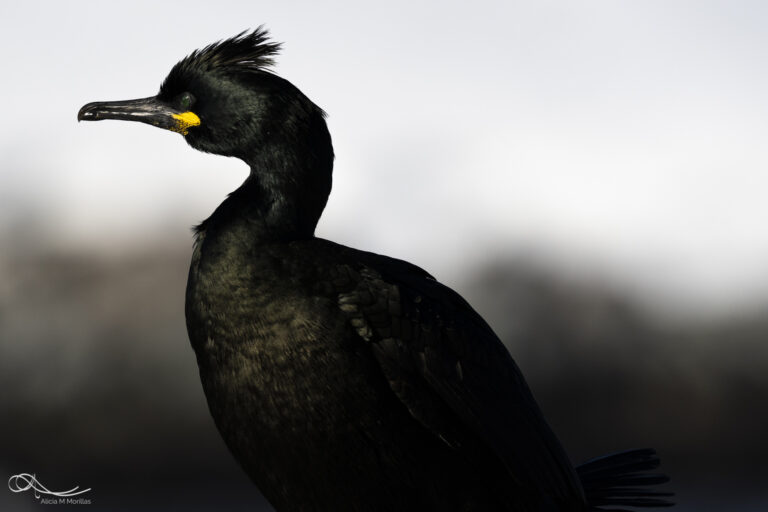 Cormorán moñudo de plumaje negro con cresta eréctil y ojo amarillo, retratado en perfil contra fondo nublado.