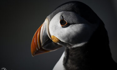 Frailecillo atlántico en primer plano, de perfil, con plumaje blanco y negro, pico naranja y ojo rojo intenso