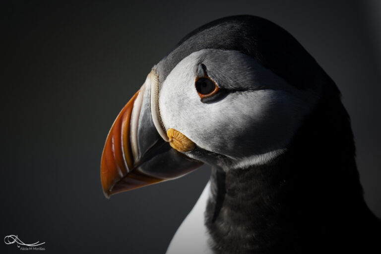 Frailecillo atlántico en primer plano, de perfil, con plumaje blanco y negro, pico naranja y ojo rojo intenso