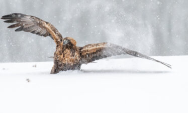 Águila real cazando en la nieve durante tormenta invernal en Varanger