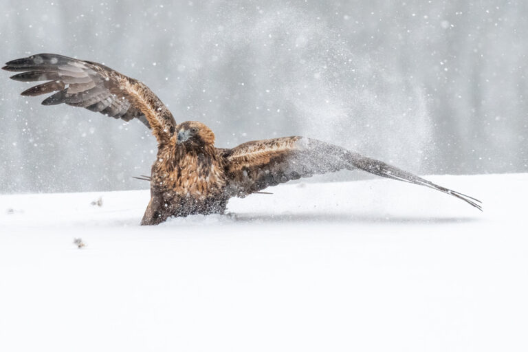 Águila real cazando en la nieve durante tormenta invernal en Varanger