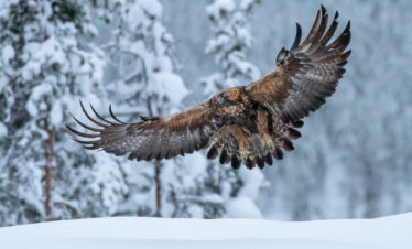 Águila real en vuelo sobre nieve con bosque nevado de fondo en Varanger, Noruega