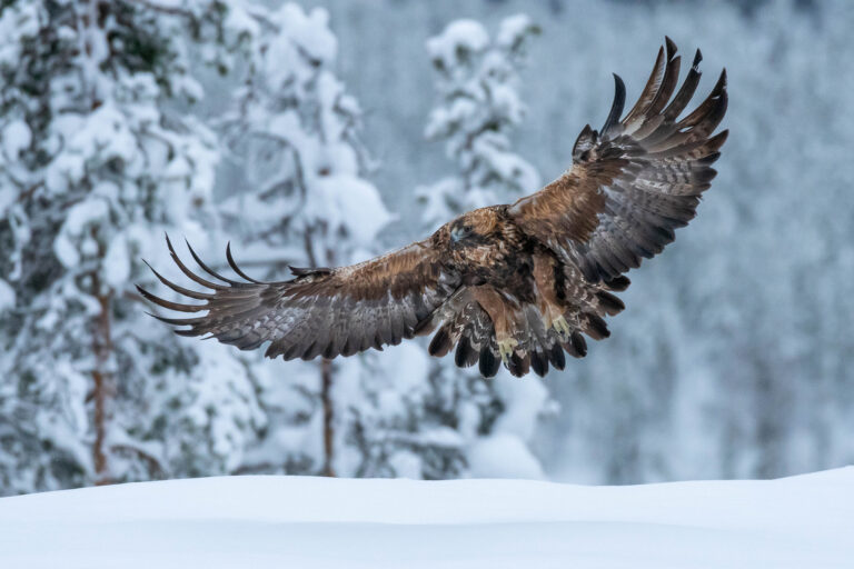 Águila real en vuelo sobre nieve con bosque nevado de fondo en Varanger, Noruega