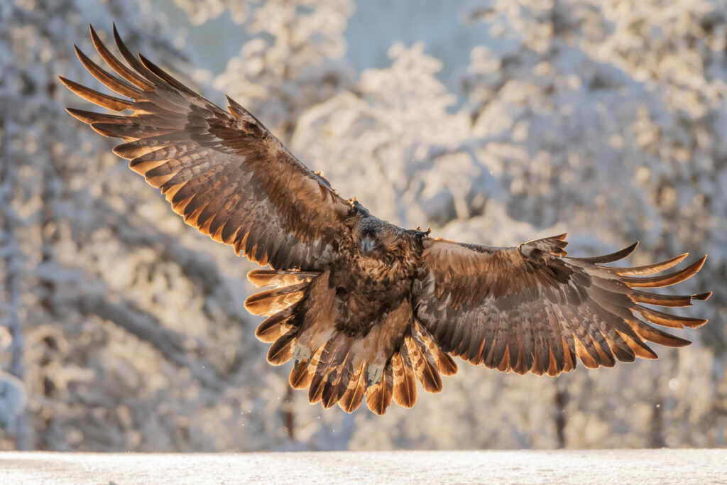 Águila dorada en vuelo con las alas desplegadas sobre un fondo de árboles nevados