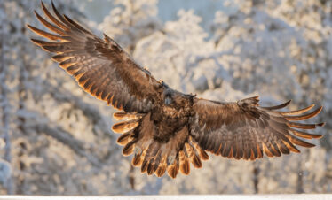 Águila dorada en vuelo con las alas desplegadas sobre un fondo de árboles nevados