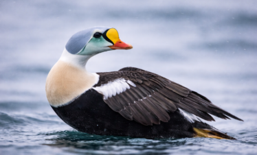 Eider real macho flotando en agua ártica, con plumaje negro, blanco y cabeza gris azulada