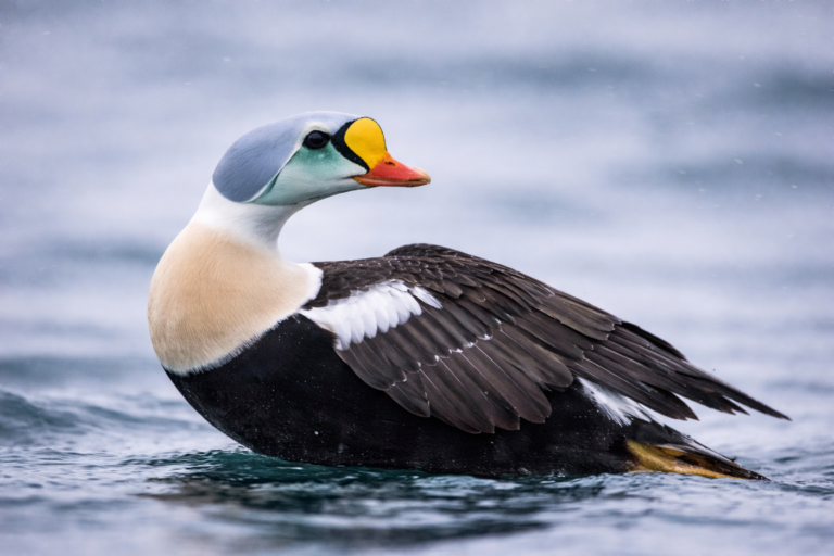 Eider real macho flotando en agua ártica, con plumaje negro, blanco y cabeza gris azulada