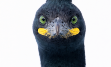Cormorán moñudo negro con cresta erizada, ojos amarillos y manchas amarillas en las mejillas, mirando directamente a cámara