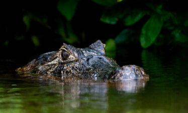 Caimán con la cabeza asomada en aguas verdes del Pantanal, rodeado de vegetación