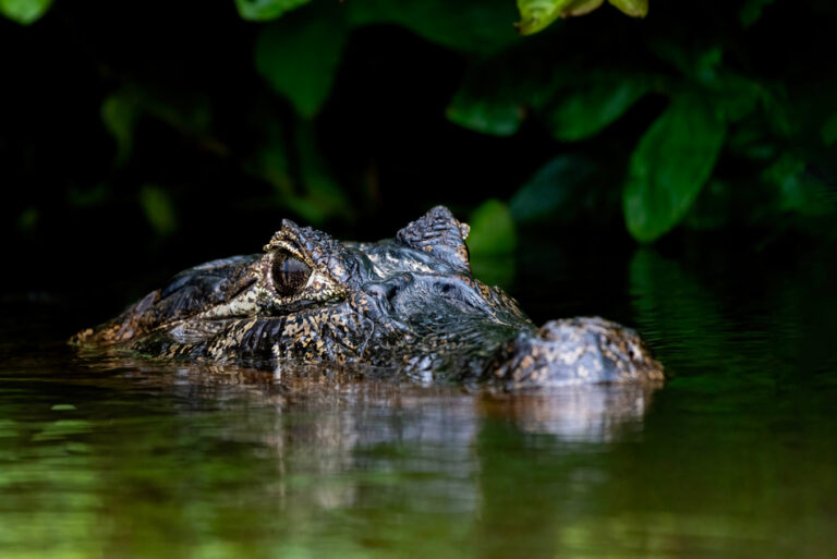Caimán con la cabeza asomada en aguas verdes del Pantanal, rodeado de vegetación