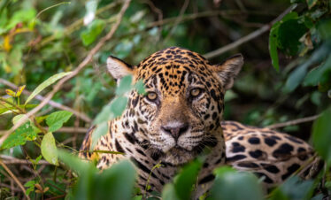 Jaguar entre vegetación en la selva, mirando directamente a cámara con intensidad