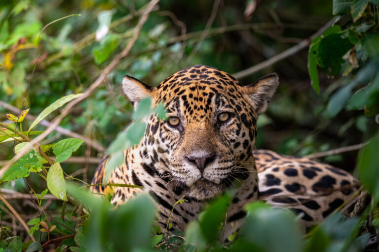 Jaguar entre vegetación en la selva, mirando directamente a cámara con intensidad