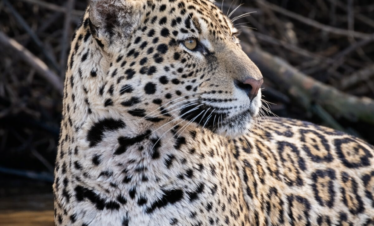 Jaguar descansando en agua poco profunda con ramas secas de fondo en el Pantanal