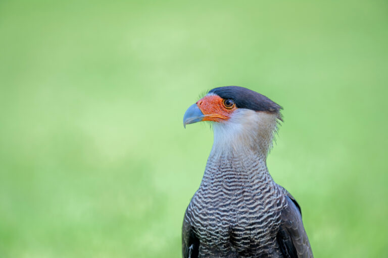 Águila coronada con plumaje gris barrado, cabeza negra y pico rojo-anaranjado sobre fondo verde