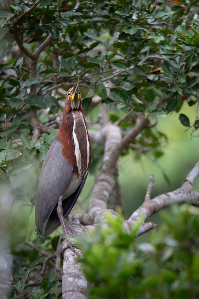 Garza colorada en rama mirando hacia arriba entre hojas verdes del Pantanal brasileño