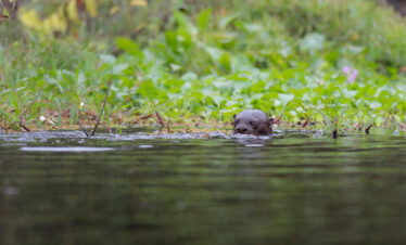 Nutria nadando en aguas del Pantanal brasileño, asomando la cabeza sobre la superficie junto a vegetación acuática