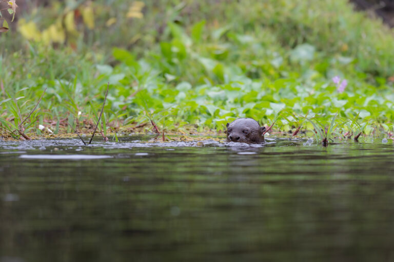 Nutria nadando en aguas del Pantanal brasileño, asomando la cabeza sobre la superficie junto a vegetación acuática