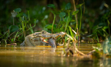 Cocodrilo en el agua entre vegetación acuática del Pantanal brasileño