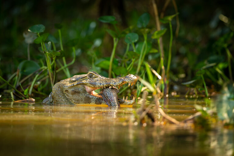 Cocodrilo en el agua entre vegetación acuática del Pantanal brasileño