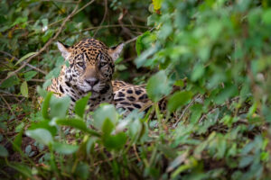 Pantanal · Brasil