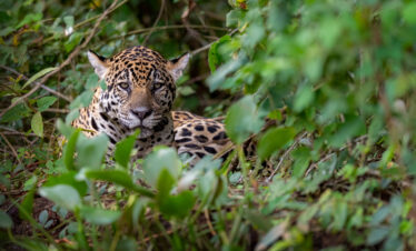 Jaguar entre vegetación en el Pantanal, observando hacia la cámara con su característico pelaje moteado