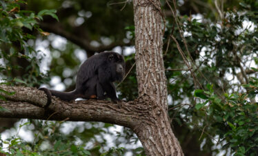 Mono negro descansando en una rama gruesa entre la vegetación del bosque tropical