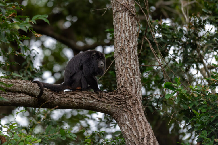Mono negro descansando en una rama gruesa entre la vegetación del bosque tropical