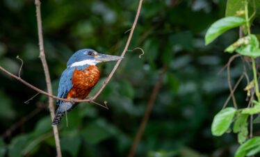 Martín pescador de pecho oxidado posado en rama con plumaje azul, blanco y naranja en vegetación verde