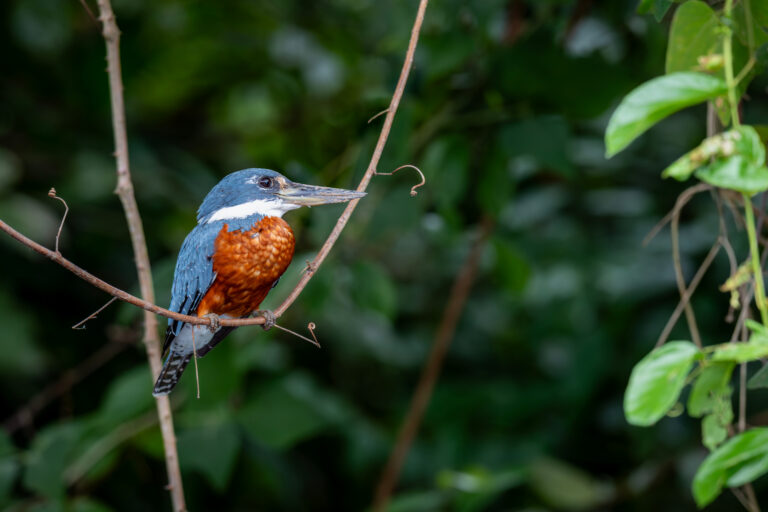 Martín pescador de pecho oxidado posado en rama con plumaje azul, blanco y naranja en vegetación verde