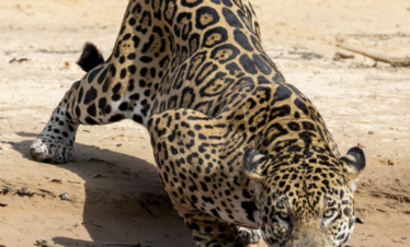 Jaguar en posición de descanso bebiendo agua en la orilla de un río, Pantanal Brasileño