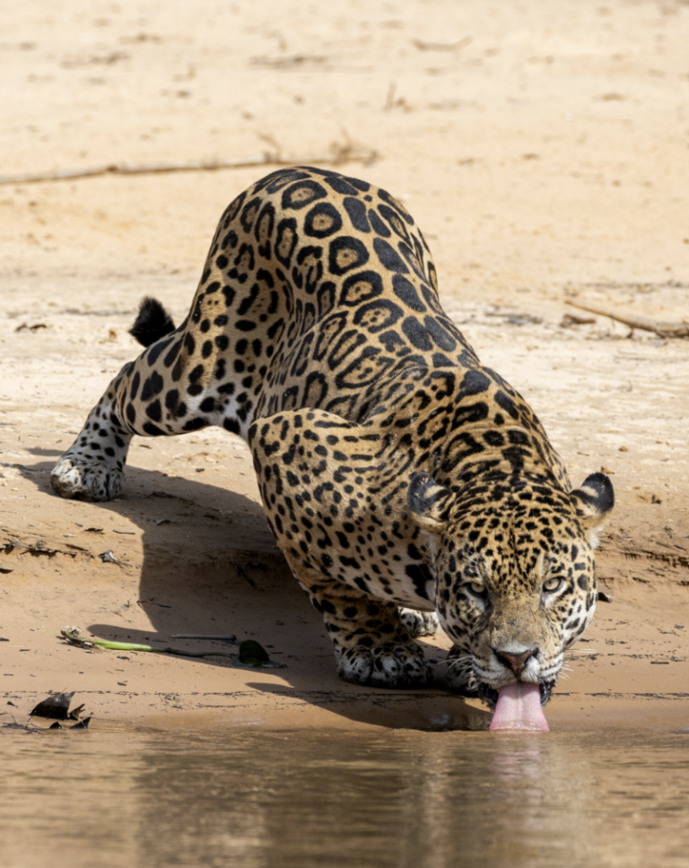 Jaguar en posición de descanso bebiendo agua en la orilla de un río, Pantanal Brasileño