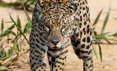 Jaguar caminando hacia la cámara en el Pantanal, mostrando su pelaje moteado característico