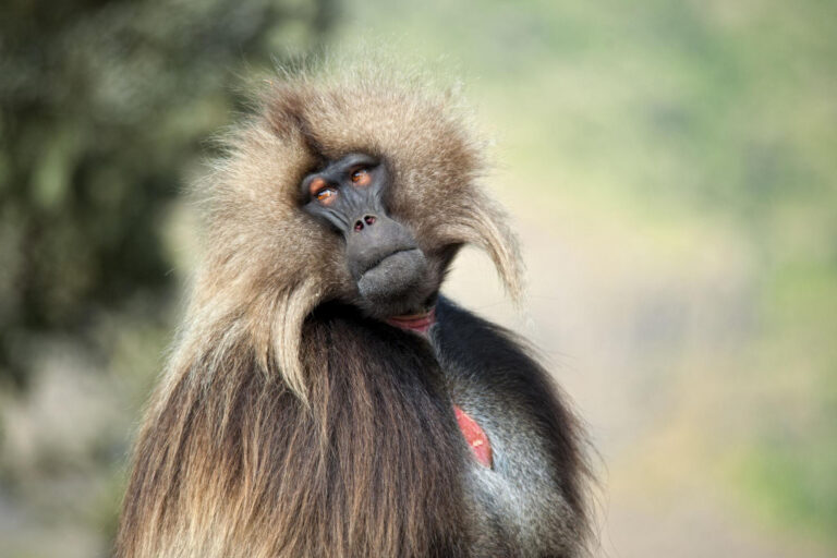 Retrato de un babuino de Hamadrías con pelaje gris y blanco, frente oscura y expresión serena mirando hacia la cámara