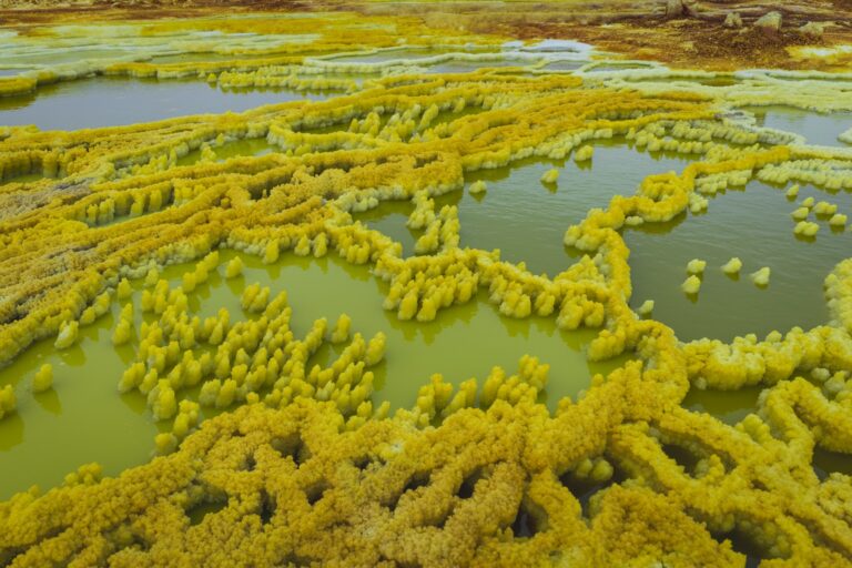 Bosque de árboles amarillos rodeado de lagos y lagunas azuladas en paisaje de humedales africanos