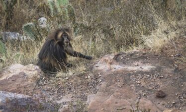 Babuino hamadrías descansando entre rocas y vegetación árida en hábitat natural de Etiopía