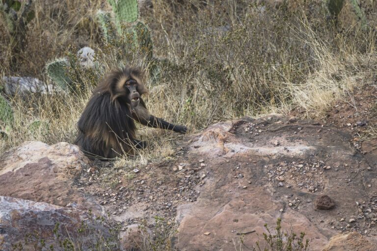 Babuino hamadrías descansando entre rocas y vegetación árida en hábitat natural de Etiopía