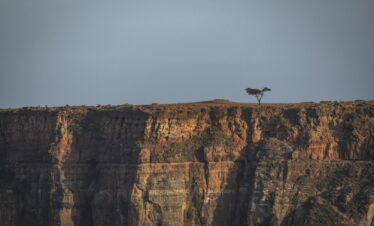 Árbol solitario en la cima de acantilados rocosos al atardecer en Etiopía