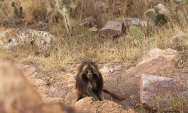 Babuino Gelada en habitat rocoso de las tierras altas etíopes entre vegetación seca y piedras