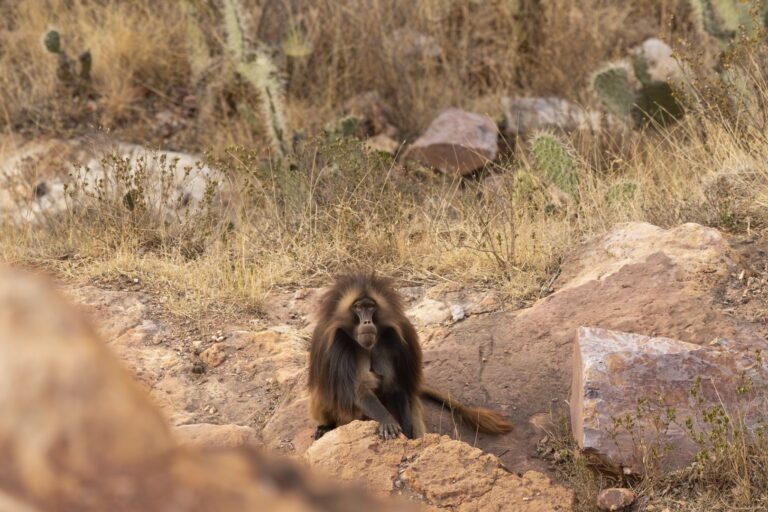 Babuino Gelada en habitat rocoso de las tierras altas etíopes entre vegetación seca y piedras