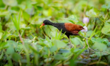 Jacana norteña caminando sobre vegetación acuática en el Pantanal, con plumaje negro y castaño