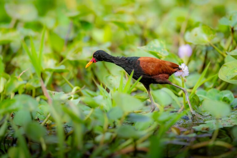 Jacana norteña caminando sobre vegetación acuática en el Pantanal, con plumaje negro y castaño
