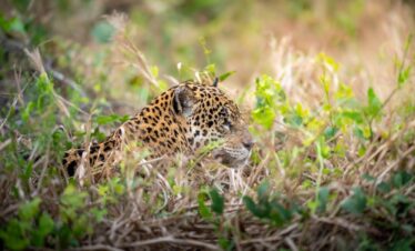 Jaguar descansando entre vegetación baja en el Pantanal brasileño