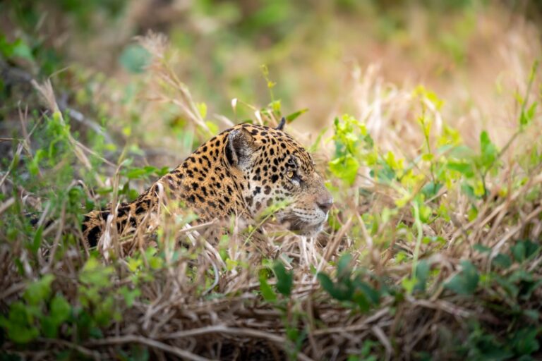 Jaguar descansando entre vegetación baja en el Pantanal brasileño
