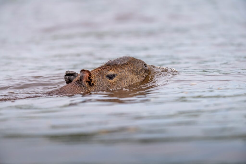 Capibara nadando en agua marrón del Pantanal, solo su cabeza y orejas visibles sobre la superficie
