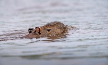 Capibara nadando en agua marrón del Pantanal, solo su cabeza y orejas visibles sobre la superficie