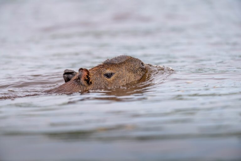 Capibara nadando en agua marrón del Pantanal, solo su cabeza y orejas visibles sobre la superficie