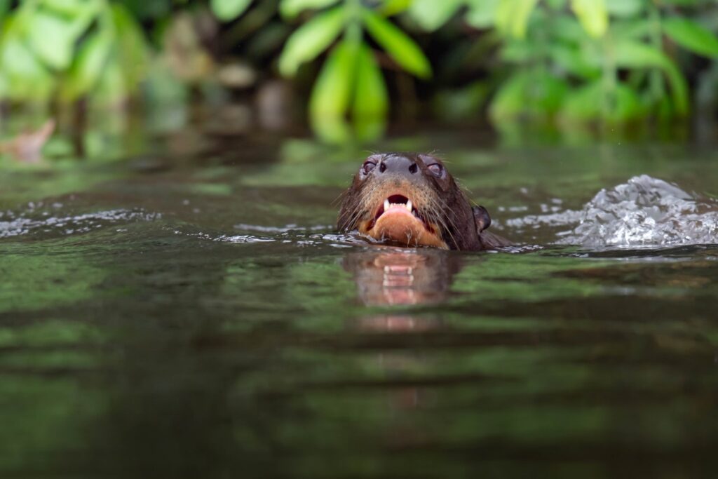 Capibara nadando en río del Pantanal con vegetación verde al fondo